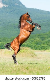 Bay Arabian Stallion Rearing On The Meadow