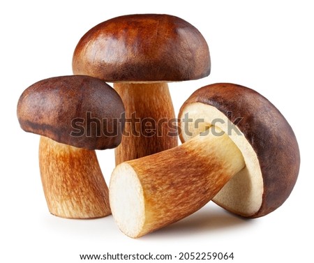 Bay bolete. Edible mushrooms (Boletus badius) isolated on white background with clipping path.  Package design element. Wild forest mushrooms