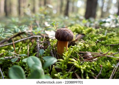 2,472 Bay bolete Images, Stock Photos & Vectors | Shutterstock