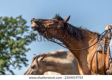 A bay brown western horse looks like it´s laughing