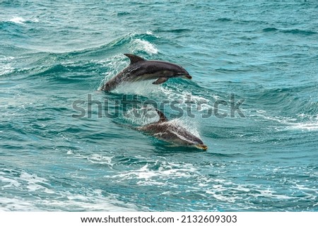 Bay Dolphins, a unique specie that resides in Port Phillip Bay, Australia