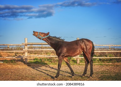 Bay Foal Arches Its Neck And Whinnies, Horse Body Language