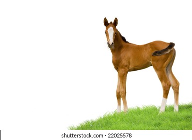 Bay Foal Isolated On White Background