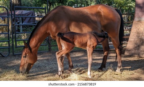 Bay Foal Nursing From Mother