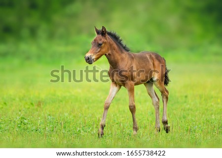 Bay foal on spring green pasture