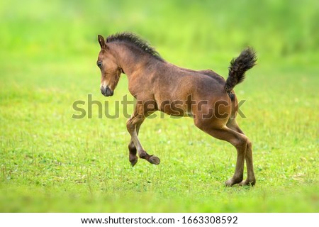 Bay foal on spring green pasture