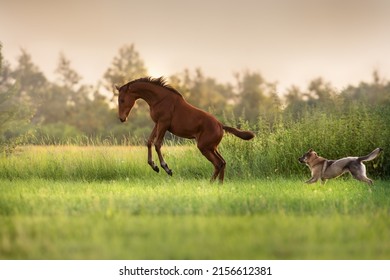 Bay Foal Play And Run With Dog In Morning Sunlight