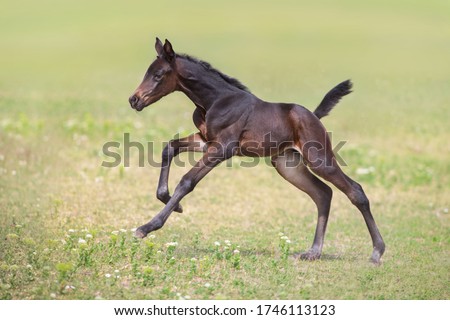 Bay foal run gallop on meadow