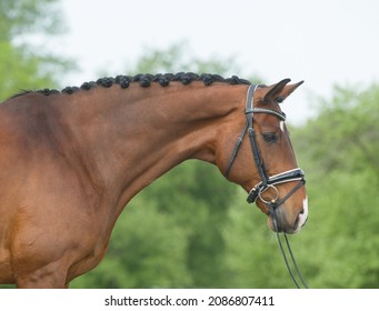 bay hanoverian horse portrait head shot of bay warmblood horse with braided mane wearing an english bridle with drop noseband  and snaffle bit ears perked up summer horizontal format room for type 