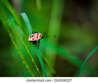 Bay hindoli , Rajsthan, india - june 9, 2022:  
Mallotus Shield Bug. Cantao ocellatus is a species of shield bug in the family Scutelleridae found across Asia. Reddish or ochre in colour it has dark l