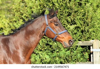 Bay Horse Cantering. Equestrian UK 