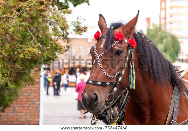 Bay Horse Decorative Bridle Portrait Closeup Stock Photo Edit Now