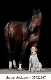 bay horse and dog on the black background