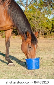 Bay Horse Eating Feed From A Bucket In Pasture