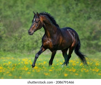 Bay horse free running in meadow in yellow flowers. Summertime horizontal outdoors image.