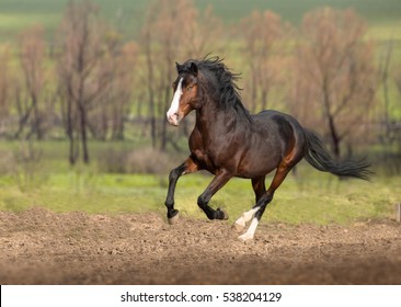 Horse Galloping High Res Stock Images Shutterstock