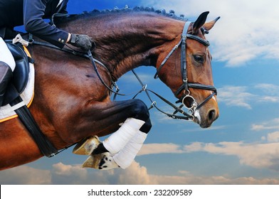 Bay horse in jumping show against blue sky
