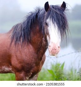 A bay horse with a large white flash looks towards camera against a background of green grass and a river in a 1x1 orientated portrait shot at a broad aperture with a narrow depth of field.