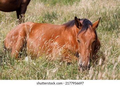 A bay horse lies down in long grass on a bright summer day