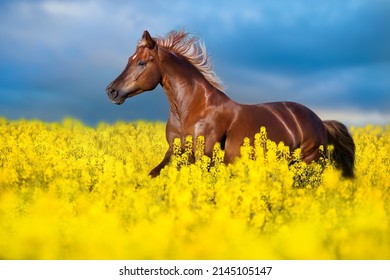 Bay horse with long mane on rape field. Horse against the background of yellow-blue Ukrainian flag