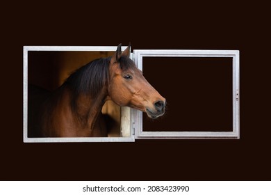 Bay horse looking out of the stable window on dark background. Portrait of Trakehner horse isolated on black background. - Shutterstock ID 2083423990