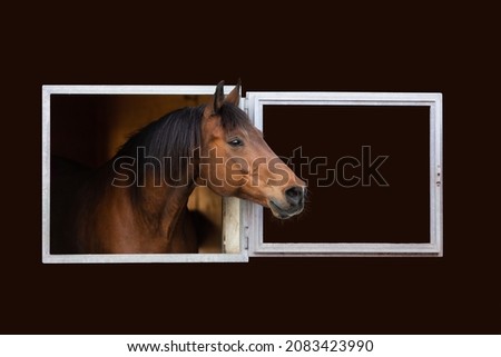 Bay horse looking out of the stable window on dark background. Portrait of Trakehner horse isolated on black background.