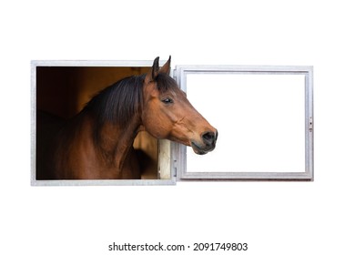 Bay horse looking outside of the stable window on white background. Portrait of Trakehner horse isolated on white background. - Shutterstock ID 2091749803