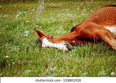 Bay horse lying down sound asleep in sunshine