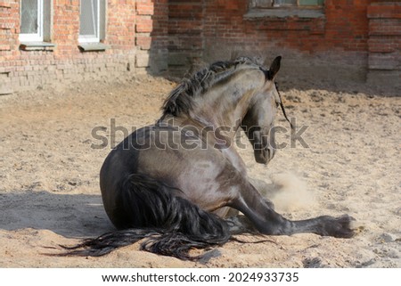 Bay horse. The horse is lying in the sand. Sports horse. The horse is resting next to the stable. The horse's mane is braided.