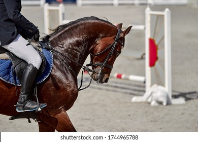 The Bay Horse Performs In Show Jumping Competitions