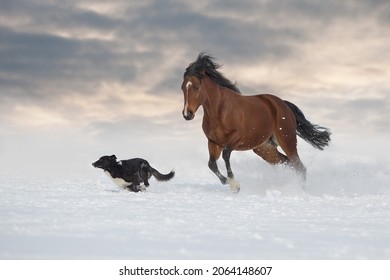 Bay Horse Play With Dog In Snow Winter Field