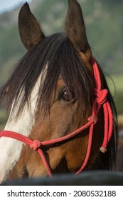 Bay Horse Portrait Close Up Of Eye And Red Rope Halter Clydesdale Coloring Bay With Black Forelock And White Blaze On Face Halter Rope Style With Know Both Ears Forward And Eye Open Looking Straight 