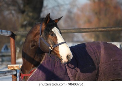 Bay horse portrait in early winter