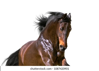 Bay horse portrait isolated on white background
