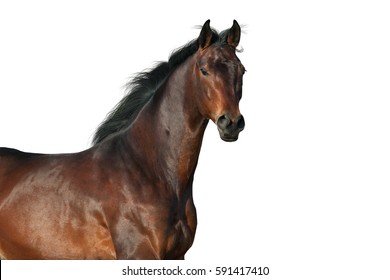 Bay horse portrait isolated on white background