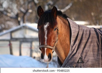 Bay horse portrait in winter