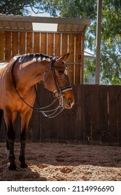 Bay Horse Posing In Rolled Double Bridle