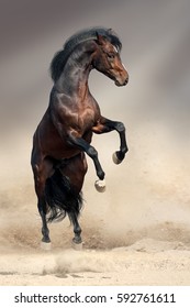 Bay Horse Rearing Up In Desert Dust