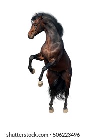Bay horse rearing up and jump  isolated on white background