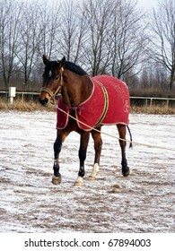 Bay horse in red jute rug on lunge line