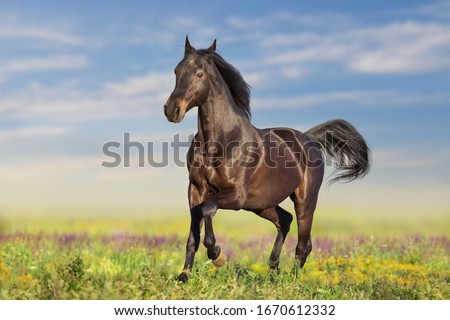 Bay horse run fast on flowers field