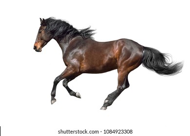 Bay horse run gallop isolated on white