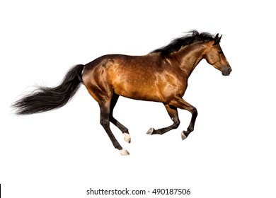 35,010 Horse Running Isolated Images, Stock Photos & Vectors | Shutterstock