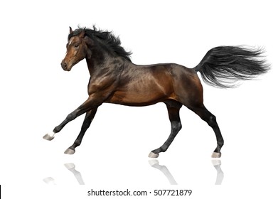 Bay horse run gallop  isolated on white background