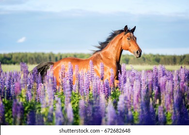 Bay Horse Running Free On A Meadow Of Blooming Lupine Flowers.