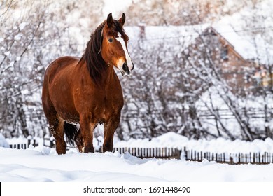 Bay horse running on a snowy field