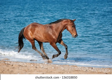 Bay horse runs gallop on the beach