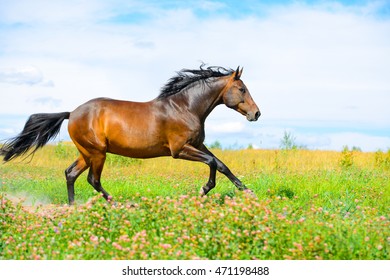 Bay horse runs gallop on the flowers meadow on the sky background