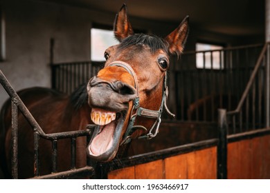 bay horse shows his teeth in the stable, horse stalls