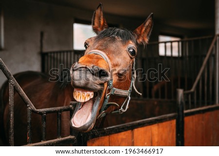 bay horse shows his teeth in the stable, horse stalls